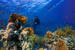 Coral Garden in Sharm El Sheikh, Egypt. 10mm lens, 6' dom... by Rico Besserdich 
